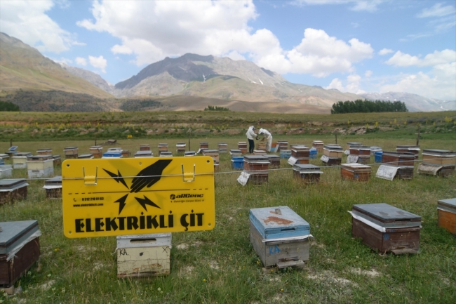 Ovacık'ın arıcıları kavurucu sıcaklarda üretim yapıyor