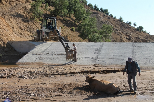 Bataklığa saplanan ineği belediye ekipleri kurtardı