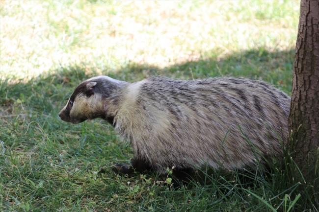 İyileştirdikleri "porsuk"tan ayrılmak istemiyorlar