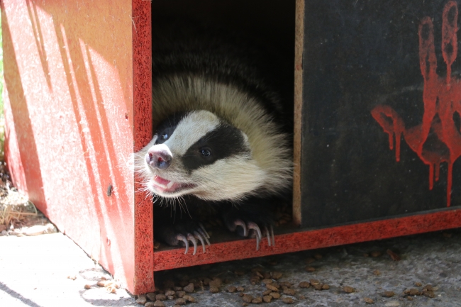 İyileştirdikleri "porsuk"tan ayrılmak istemiyorlar