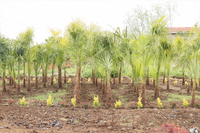 Yıllarca emek verip kıraç alanı "botanik park" yaptı