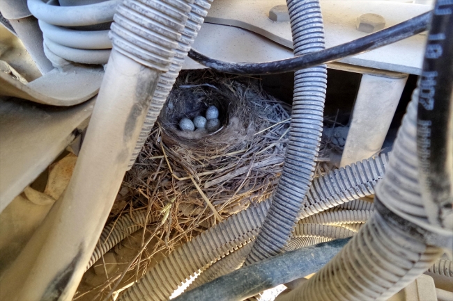 Kuşun yuva yaptığı kamyon seferden çekildi