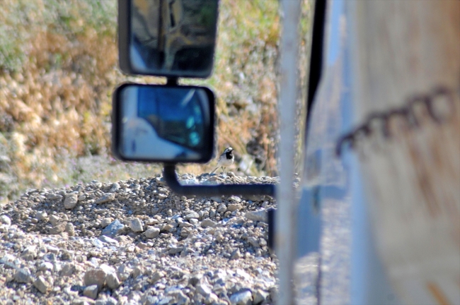 Kuşun yuva yaptığı kamyon seferden çekildi