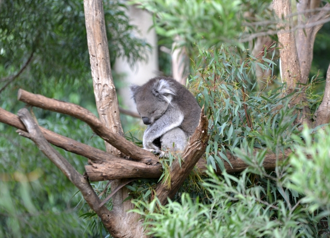 Koala neslini tükenmekten kurtaracak yeni türler bulundu