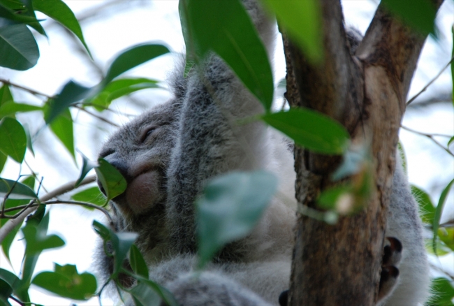 Koala neslini tükenmekten kurtaracak yeni türler bulundu