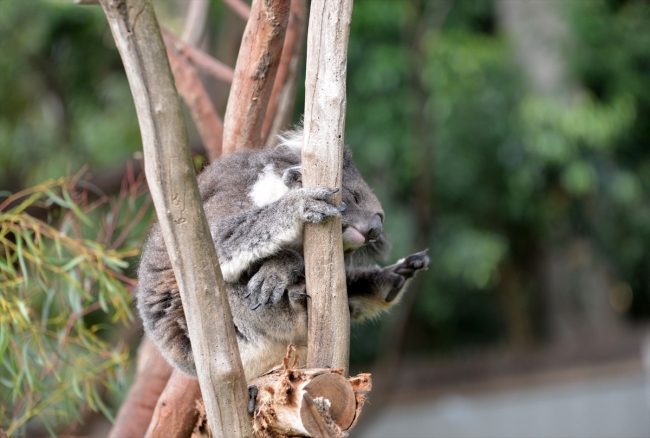 Koala neslini tükenmekten kurtaracak yeni türler bulundu