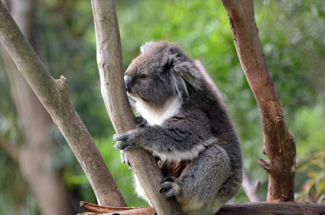 Koala neslini tükenmekten kurtaracak yeni türler bulundu