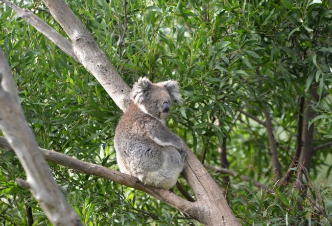 Koala neslini tükenmekten kurtaracak yeni türler bulundu