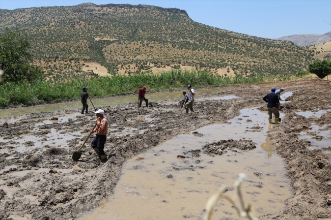 Batman'da geleneksel yöntemlerle çeltik üretimi