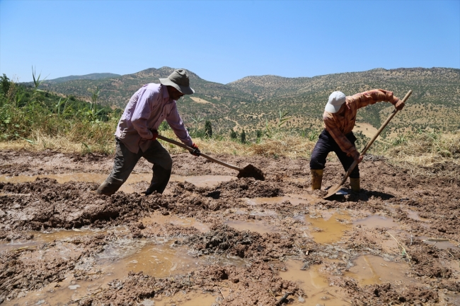 Batman'da geleneksel yöntemlerle çeltik üretimi