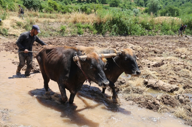 Batman'da geleneksel yöntemlerle çeltik üretimi
