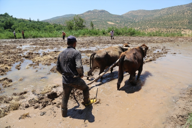 Batman'da geleneksel yöntemlerle çeltik üretimi