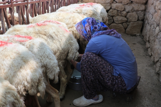 Mağaradan gelen lezzet "Divle Obruk Peynirleri"