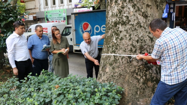 Kocaeli'de asırlık ağaçların bakımı yapılacak