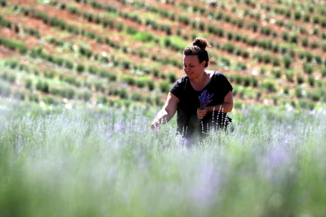 Köyüne dönen kadın mühendis lavanta yetiştiriyor