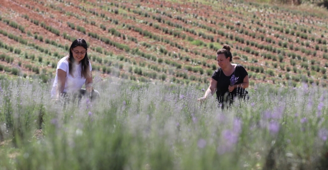 Köyüne dönen kadın mühendis lavanta yetiştiriyor