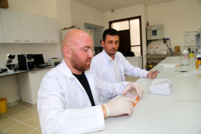 Balıklardaki mantar hastalığına "sarımsak" deva olacak