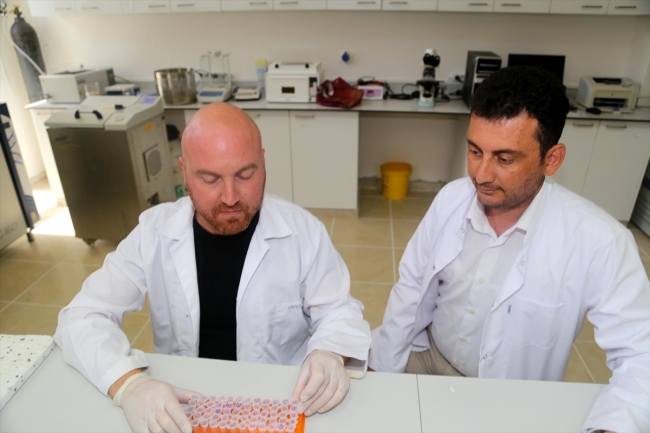 Balıklardaki mantar hastalığına "sarımsak" deva olacak