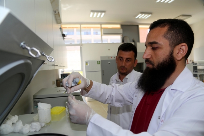 Balıklardaki mantar hastalığına "sarımsak" deva olacak