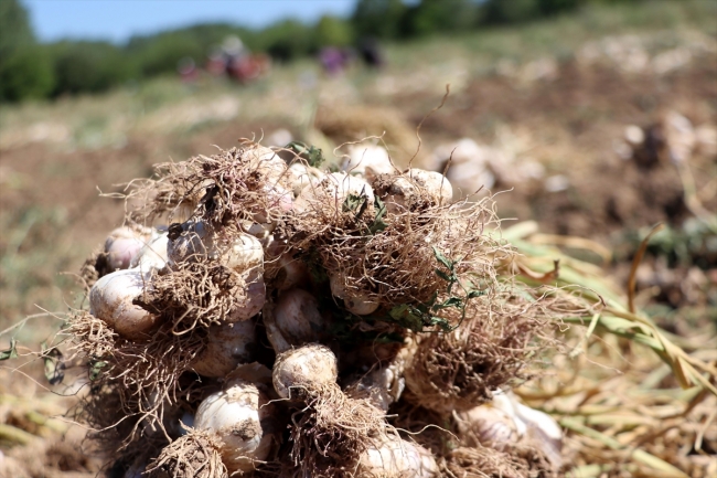 Balıklardaki mantar hastalığına "sarımsak" deva olacak