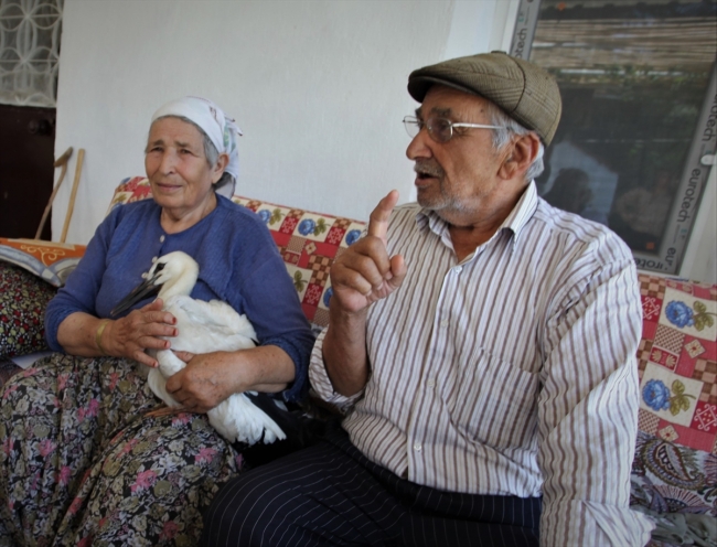 Leylek "Efe"yi anne şefkatiyle büyüttü