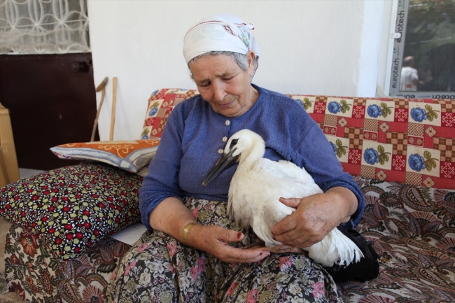 Leylek "Efe"yi anne şefkatiyle büyüttü