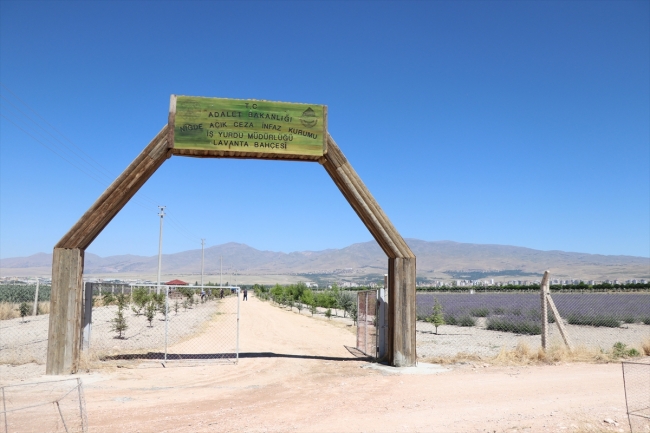 Hükümlülerin yetiştirdiği lavantalar turizme kazandırılacak