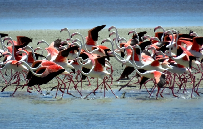 Seyfe Gölü'nde kuş yoğunluğu arttı