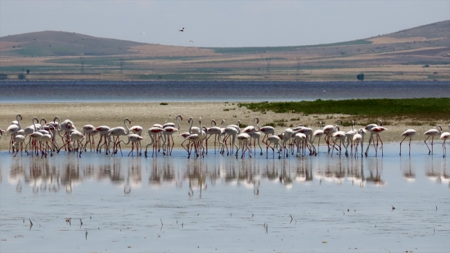 Seyfe Gölü'nde kuş yoğunluğu arttı