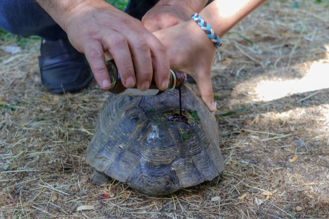Yaralı buldukları kaplumbağa ailenin ferdi oldu