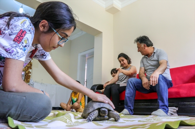 Yaralı buldukları kaplumbağa ailenin ferdi oldu