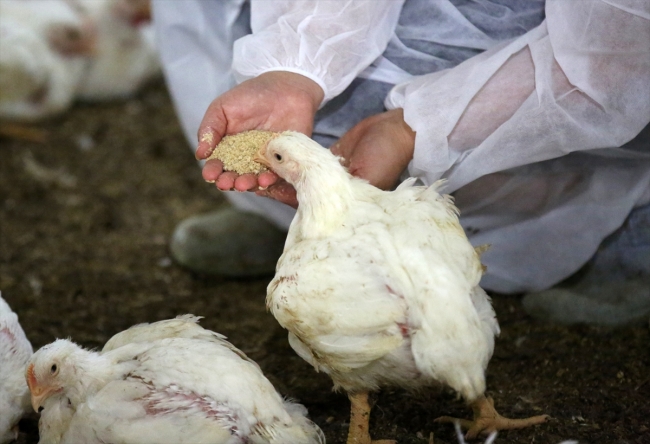 "Her şey para değil" deyip köye yerleştiler