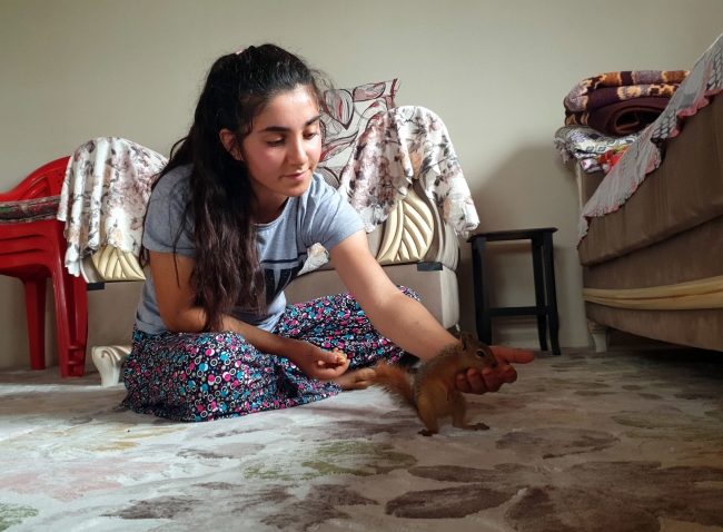 Ormanda buldukları sincap yavrusu ailenin yeni üyesi oldu