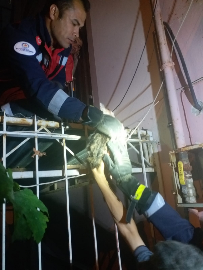 Boğazına demir korkuluk saplanan kediyi itfaiye kurtardı