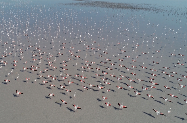 Kuluçkadan çıkan yavru flamingolar Tuz Gölü'nü renklendirdi