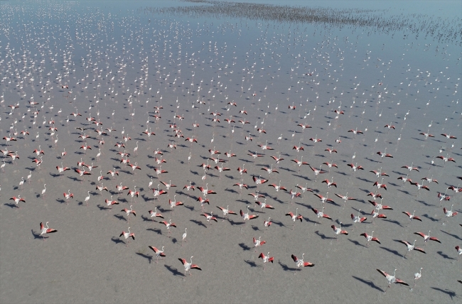 Kuluçkadan çıkan yavru flamingolar Tuz Gölü'nü renklendirdi