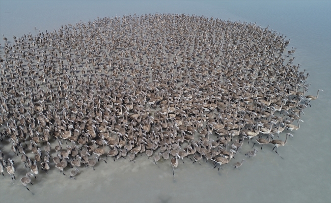 Kuluçkadan çıkan yavru flamingolar Tuz Gölü'nü renklendirdi