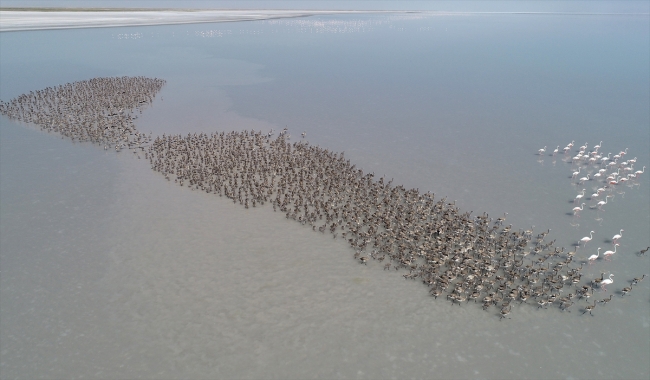 Kuluçkadan çıkan yavru flamingolar Tuz Gölü'nü renklendirdi