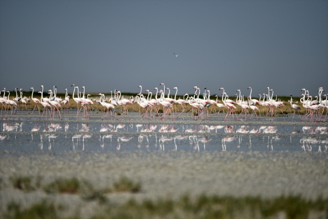 Kuluçkadan çıkan yavru flamingolar Tuz Gölü'nü renklendirdi