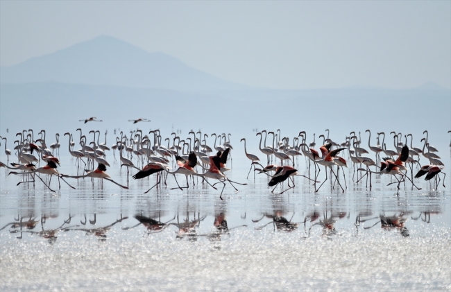 Kuluçkadan çıkan yavru flamingolar Tuz Gölü'nü renklendirdi