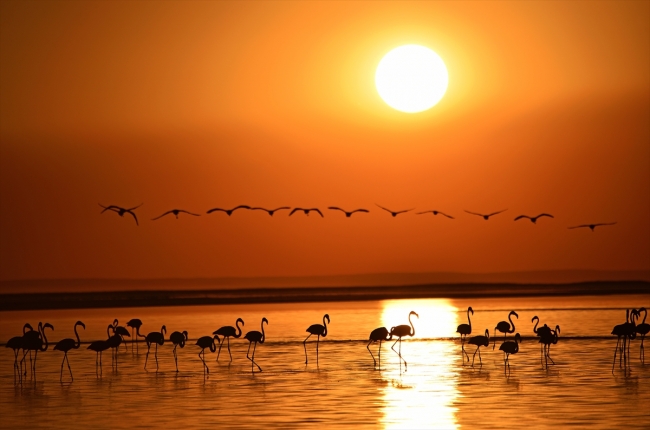 Kuluçkadan çıkan yavru flamingolar Tuz Gölü'nü renklendirdi