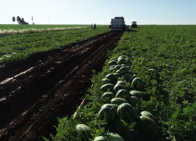Diyarbakır'da karpuz rekoltesinde yüzde 43 artış