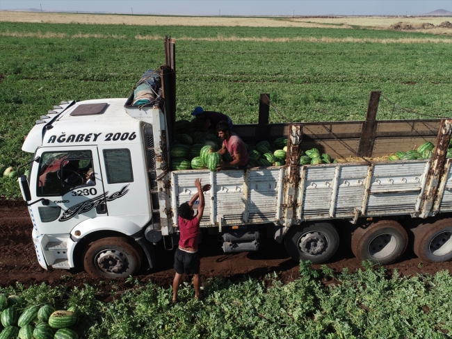Diyarbakır'da karpuz rekoltesinde yüzde 43 artış