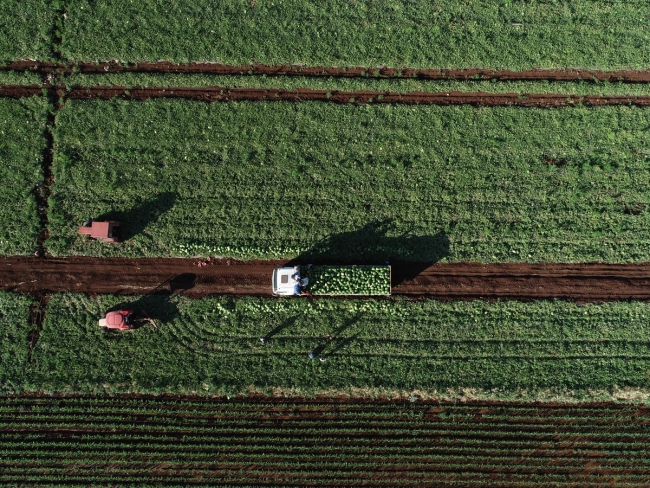 Diyarbakır'da karpuz rekoltesinde yüzde 43 artış