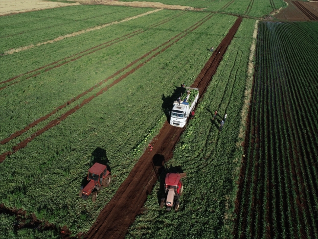 Diyarbakır'da karpuz rekoltesinde yüzde 43 artış