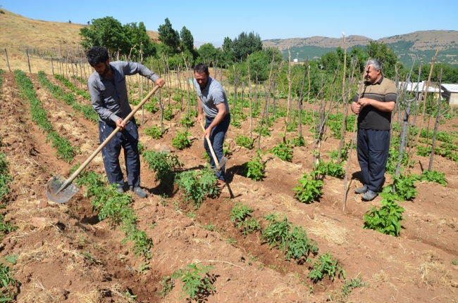 Terörden temizlenen köylerine dönüp üretime geçtiler