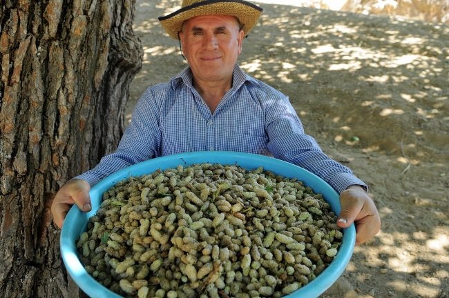 Dalından sofraya dutun pekmeze tatlı yolculuğu