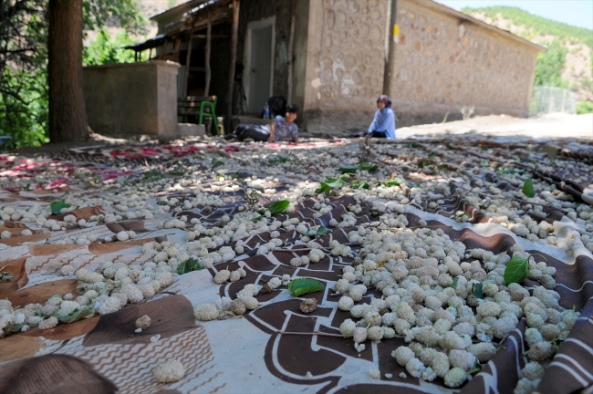 Dalından sofraya dutun pekmeze tatlı yolculuğu
