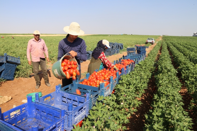 GAP ile Harran Ovası'nın ekonomiye katkısı arttı