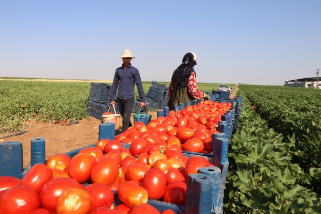 GAP ile Harran Ovası'nın ekonomiye katkısı arttı